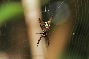 Arrow head orb web spider