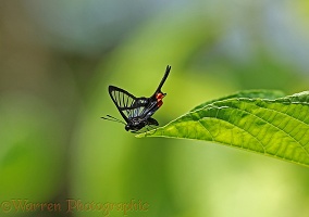 Red-spot longtail glasswing butterfly
