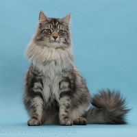 Silver tabby cat sitting on blue background
