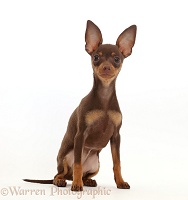 Brown-and-tan Miniature Pinscher puppy, sitting