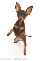 Brown-and-tan Miniature Pinscher puppy, standing on hind legs