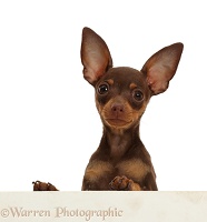 Brown-and-tan Miniature Pinscher puppy, paws over