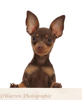 Brown-and-tan Miniature Pinscher puppy, paws over