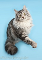Silver tabby cat looking up with raised paw on blue