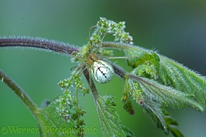 Comb-footed spider female on nettle