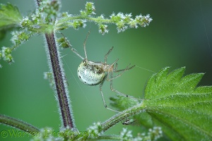 Comb-footed spider female on nettle