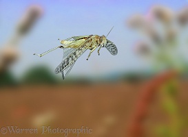 Migratory locust in flight