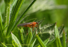Empid fly on Cleavers
