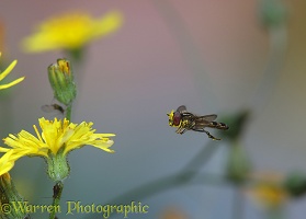 Hoverfly approaching Smooth Hawksbeard flower
