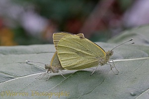 Large White butterfly mating pair