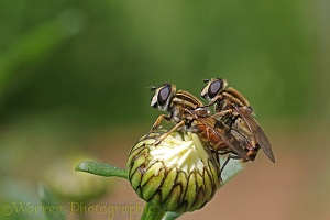 Marsh hoverfly on Ox-eye daisy