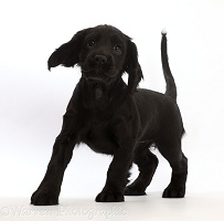 Black Cocker Spaniel puppy