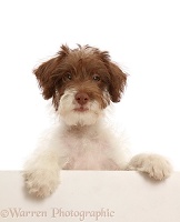 Brown-and-white scruffy mutt with paws over