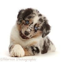 Mini American Shepherd puppy with crossed paws