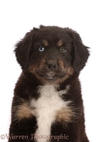 Black tricolour Mini American Shepherd puppy