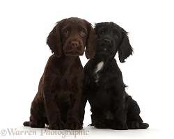 Black and Chocolate Cocker Spaniel puppies