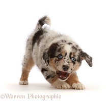 Playful Mini American Shepherd puppy with raised paw