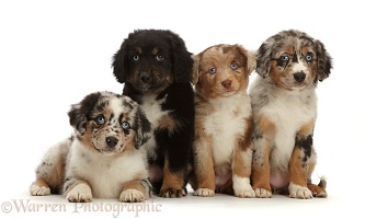 Four merle Mini American Shepherd puppies