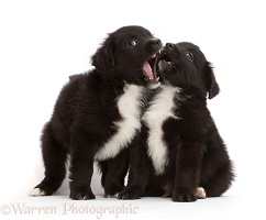 Black-and-white Mini American Shepherd puppies mouthing