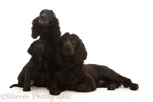 Adult black Cocker Spaniel pair with puppy