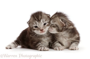 Silver tabby kittens, 13 days old