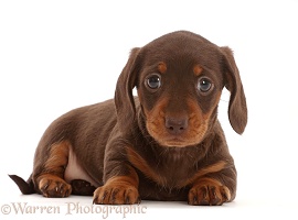 Chocolate Dachshund puppy
