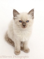 Ragdoll x Siamese kitten sitting and looking up
