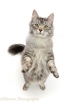 Silver tabby cat standing up
