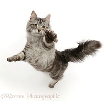 Silver tabby cat jumping up and swiping
