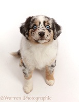 Tricolour merle Mini American Shepherd puppy