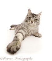 Silver tabby cat with outstretched paw