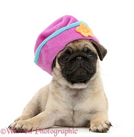Fawn Pug pup wearing a silly hat
