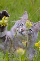 Silver tabby cat batting a flower