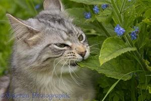 Silver tabby cat eating leaves