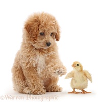 Cavachondoodle pup pointing at yellow chick