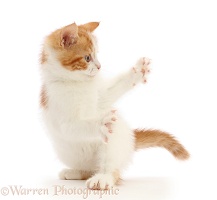Playful Ginger-and-white kitten