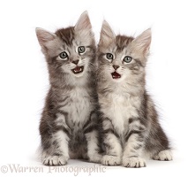 Silver tabby kittens with funny expressions, open mouths