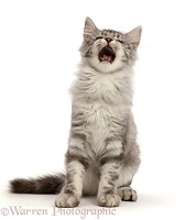 Silver tabby kitten, mouth open as if singing