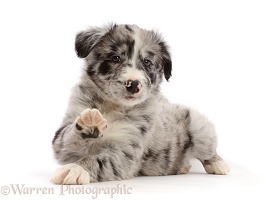 Merle Border Collie puppy, lying head up and raised paw