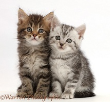 Brown and Silver tabby kittens, sitting side-by-side