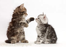 Brown and Silver tabby kittens, 6 weeks old, face-to-face