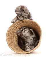 Silver tabby kittens, playing with a wicker basket