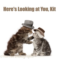 Silver Screen Cat Phrase - Here's Looking at You, Kit