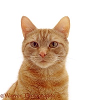 Ginger tabby female cat portrait
