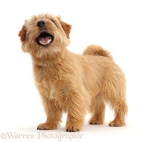 Norfolk Terrier dog, mouth open