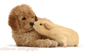 Cute F1b Goldendoodle puppy and yellow Guinea pig