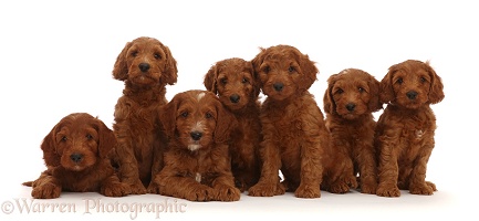 Seven Australian Labradoodle puppies in a row