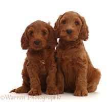 Two Australian Labradoodle puppies