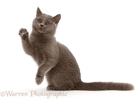 Blue British Shorthair kitten, reaching one paw up