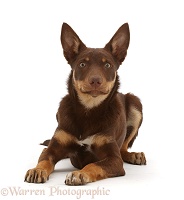 Brown-and-sable Australian Kelpie puppy, 4 months old